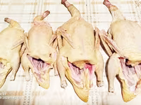 Продаются мясо немых уток — foto 2
