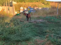 Cabro, Cabras — foto 2