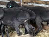 Widder, Hissar sheep — Foto 5