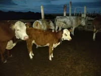 Bulle, Simmental cattle — Foto 3