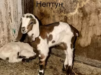 Keçi, Kamori goats — foto 1