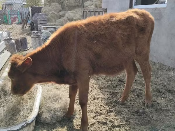İnək, Mal-qara