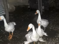 Geese — 照片 4