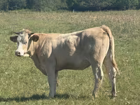 Сиыр, Charolais cattle — 1-сурет