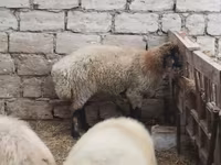 Widder, Blackheaded Persian sheep — Foto 5
