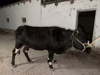 Kuh, Latvian Blue cattle — Foto 4