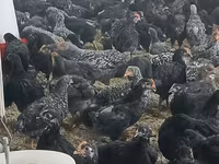 Chickens — फ़ोटो 1