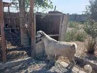 Теке, Damask goat — 6-сурет