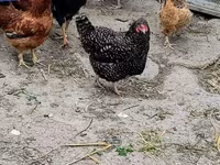 Chickens — 2-сурет