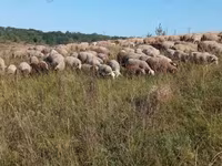Oveja, Precoce sheep — foto 1