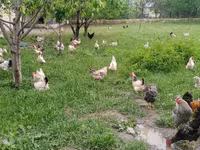 Chickens — 2-сурет