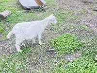 Goat, Alpine goat — photo 2