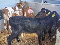 Bull, Simmental cattle — photo 2