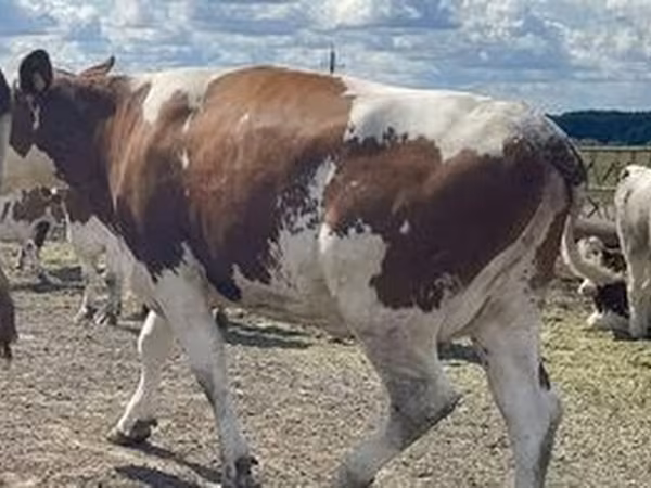 Holstein-Rasse