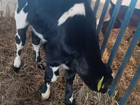 Toro, Ganado vacuno — foto 3