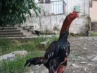 Chickens — Foto 1