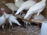 Blanca de pechuga ancha — foto 6