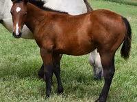 Hengst, Quarter Horse — Foto 1