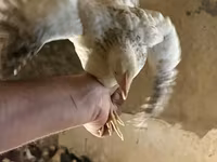 Chickens — الصورة 2