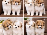 Pomeranian Spitz balaları – iki ədəd, eyni bala yuvasından — Foto 2
