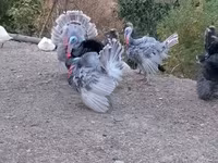 Turkeys — Foto 5