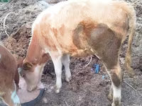 Cow, Cattle — photo 2