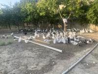 Geese — फ़ोटो 3