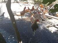 Chickens — photo 5