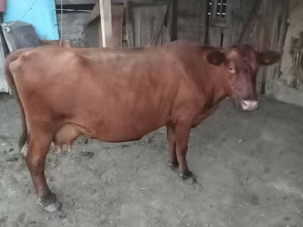 Kuh, Rote hornlose Kuh