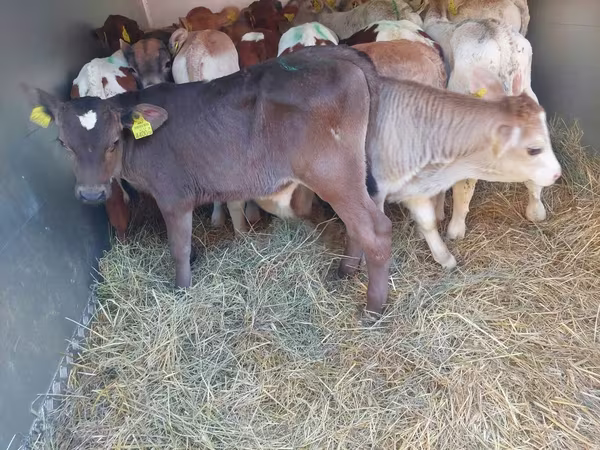 Bulle, Simmental cattle