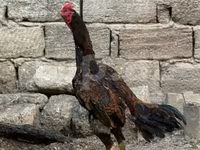 Chickens — 4-сурет