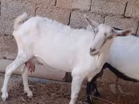 Коза, Saanen goat — фото 1