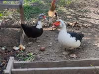 pato criollo doméstico — foto 1