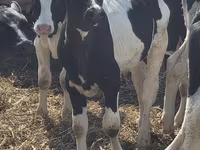 Bulle, Russian Black pied cattle — Foto 2