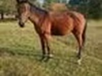 Айғыр, Anglo-Arabian — 7-сурет