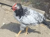 Chickens — Foto 3