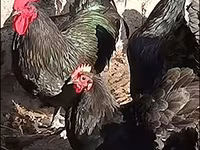 Australorp — Foto 1