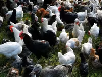 Chickens — फ़ोटो 3