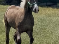 Hengst, Rocky Mountain Horse — Foto 6