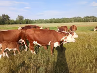 Сиыр, Latvian Blue cattle — 5-сурет