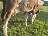 Kuh, Simmental cattle — Foto 3