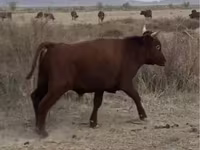 ثور, البقرة الكازاخستانية ذات الرأس الأبيض — الصورة 2