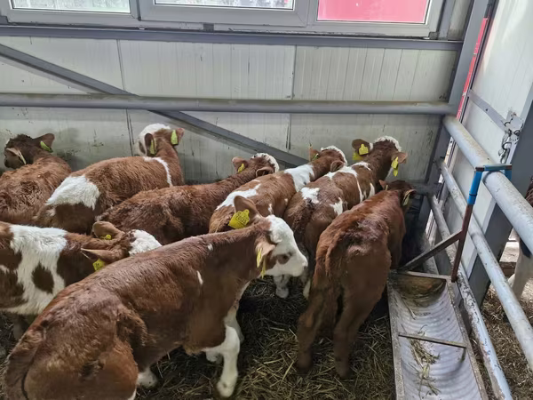 أبقار (دفعة، الجنس غير محدد), Simmental cattle