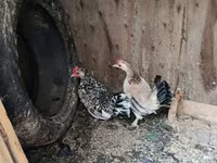 Жапон бентам — 3-сурет