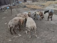 Ram, Sheep — photo 5