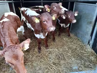 Bulle, Limousin-Kuh — Foto 3