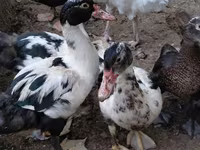 Ducks — الصورة 3