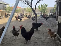 Chickens — Foto 4