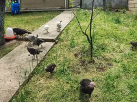 Turkeys — 8-rasm