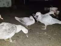 Ducks — Foto 3